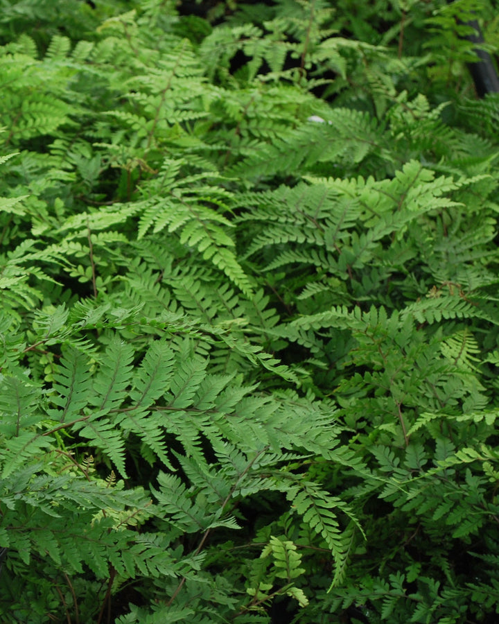 Athyrium otophorum (Limelight Lady Fern)