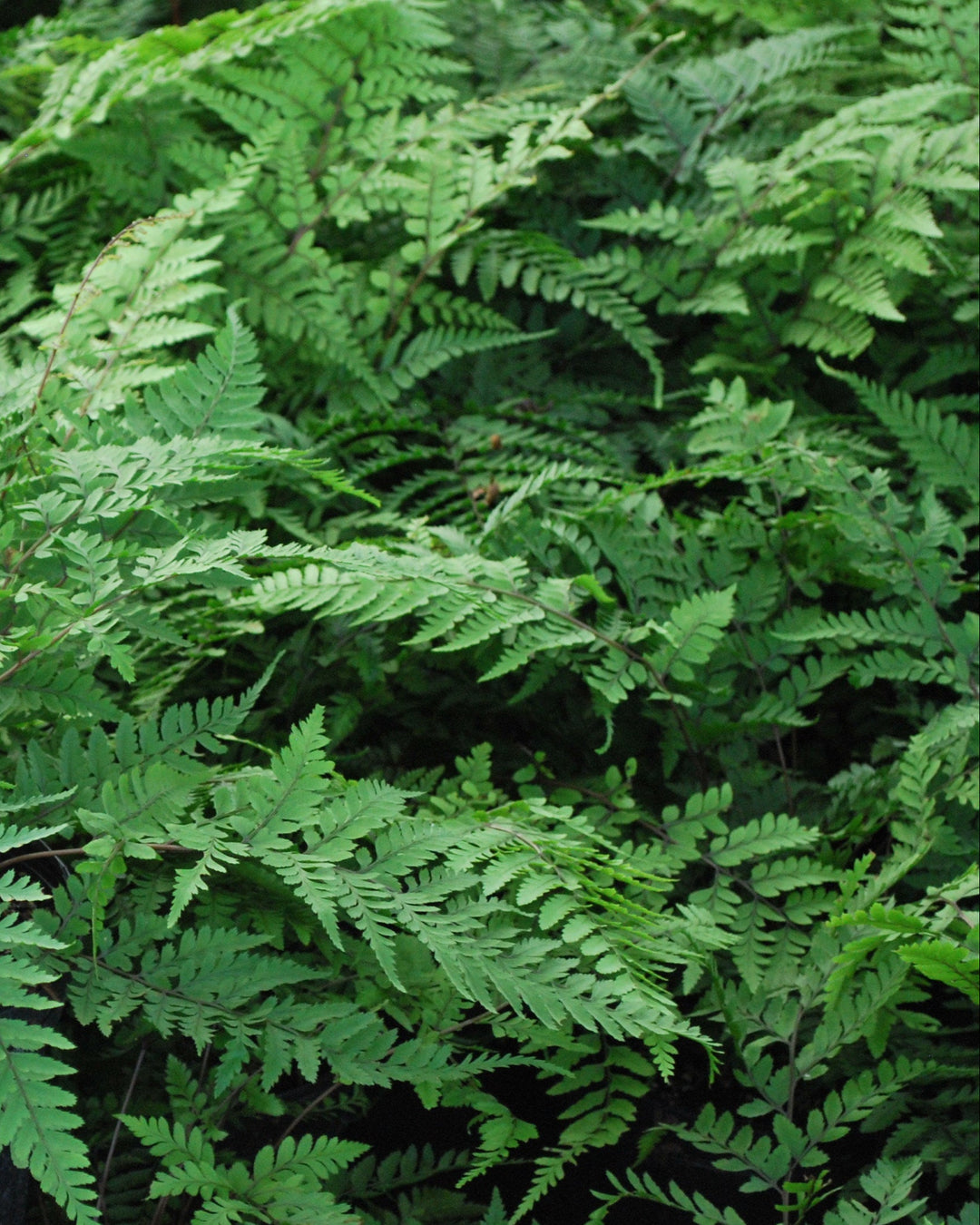Athyrium otophorum (Limelight Lady Fern)