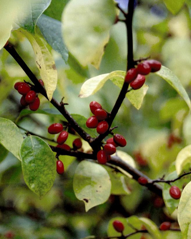 Lindera benzoin (Northern Spicebush)