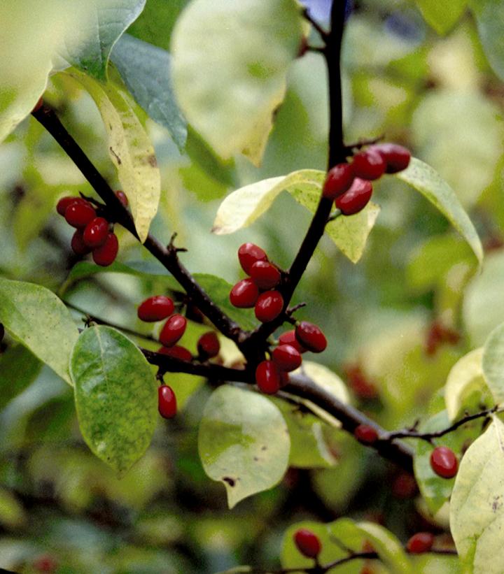 Lindera benzoin (Northern Spicebush)