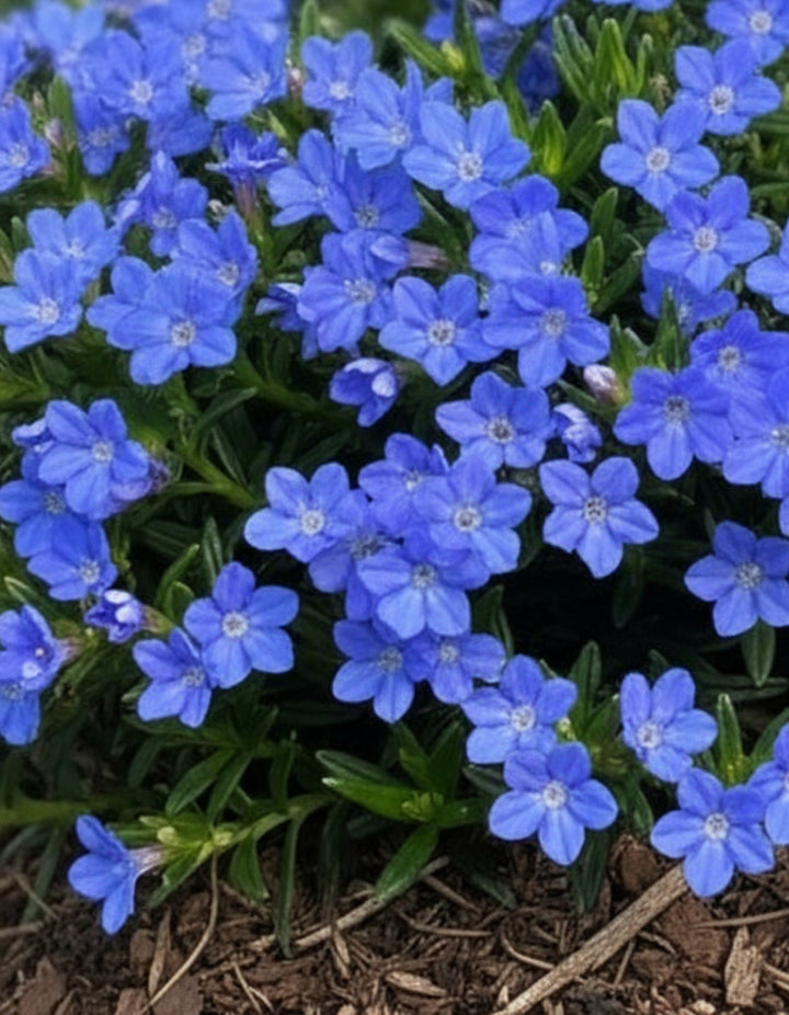 Lithodora Tidepool™ Sky Blue (Lithodora)