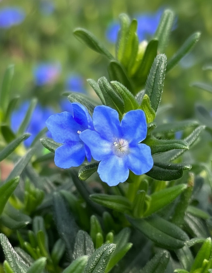 Lithodora Tidepool™ Sky Blue (Lithodora)
