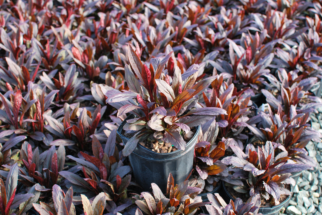 Lobelia cardinalis 'Black Truffle' (Cardinal Flower)