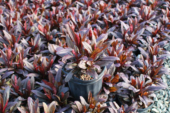 Lobelia cardinalis 'Black Truffle' (Cardinal Flower)