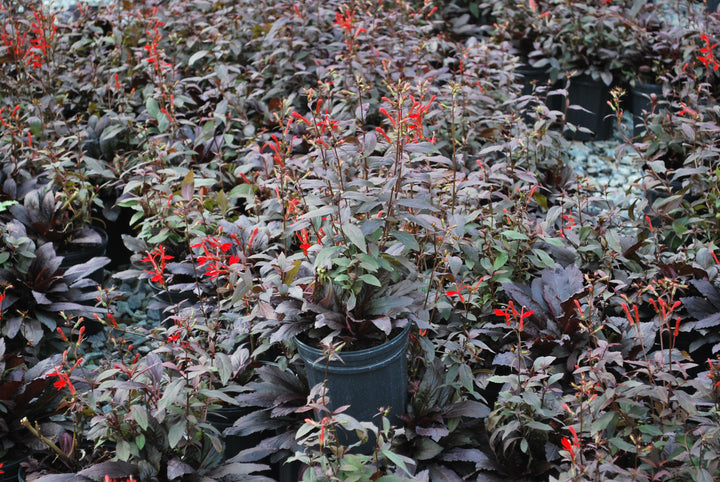 Lobelia cardinalis 'Black Truffle' (Cardinal Flower)