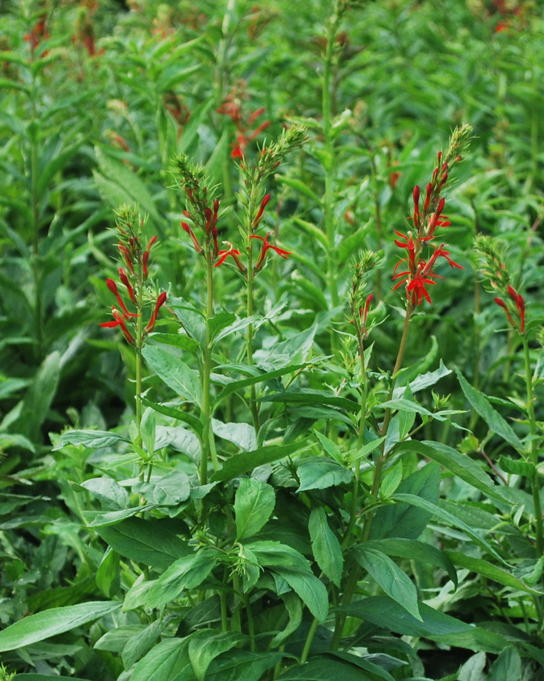 Lobelia cardinalis (Red Cardinal Flower)