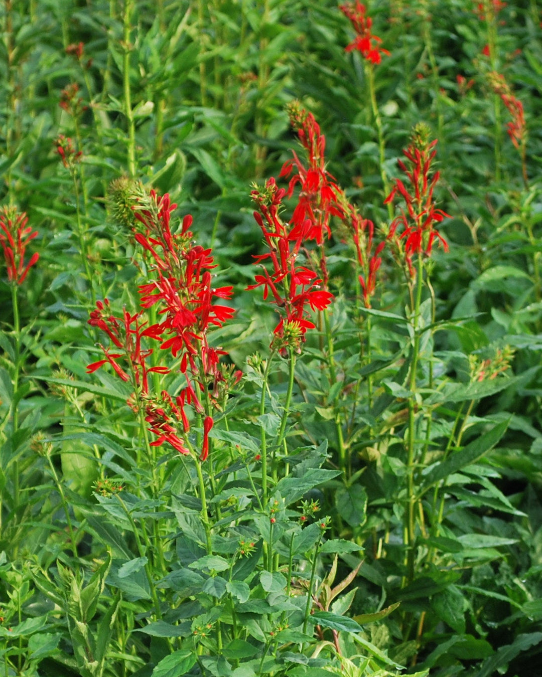 Lobelia cardinalis (Red Cardinal Flower)