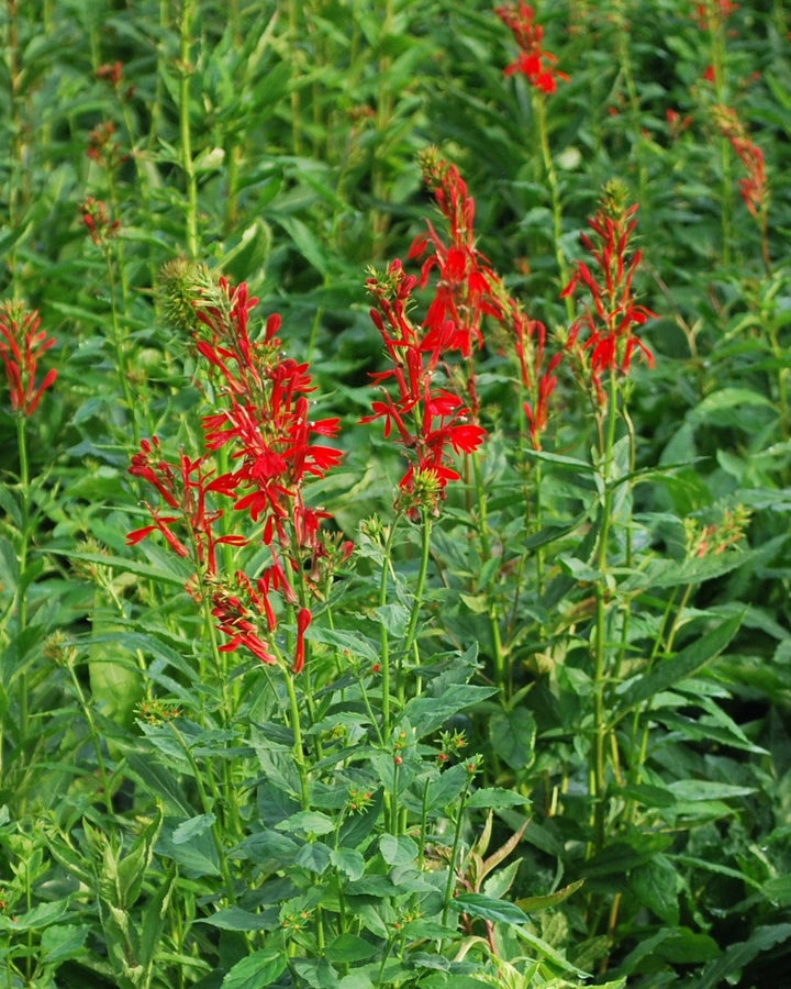 Lobelia cardinalis (Red Cardinal Flower)