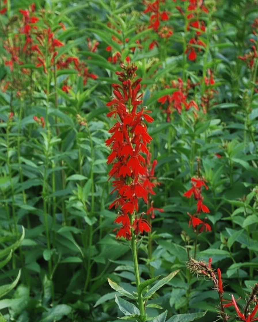 Lobelia cardinalis (Red Cardinal Flower)