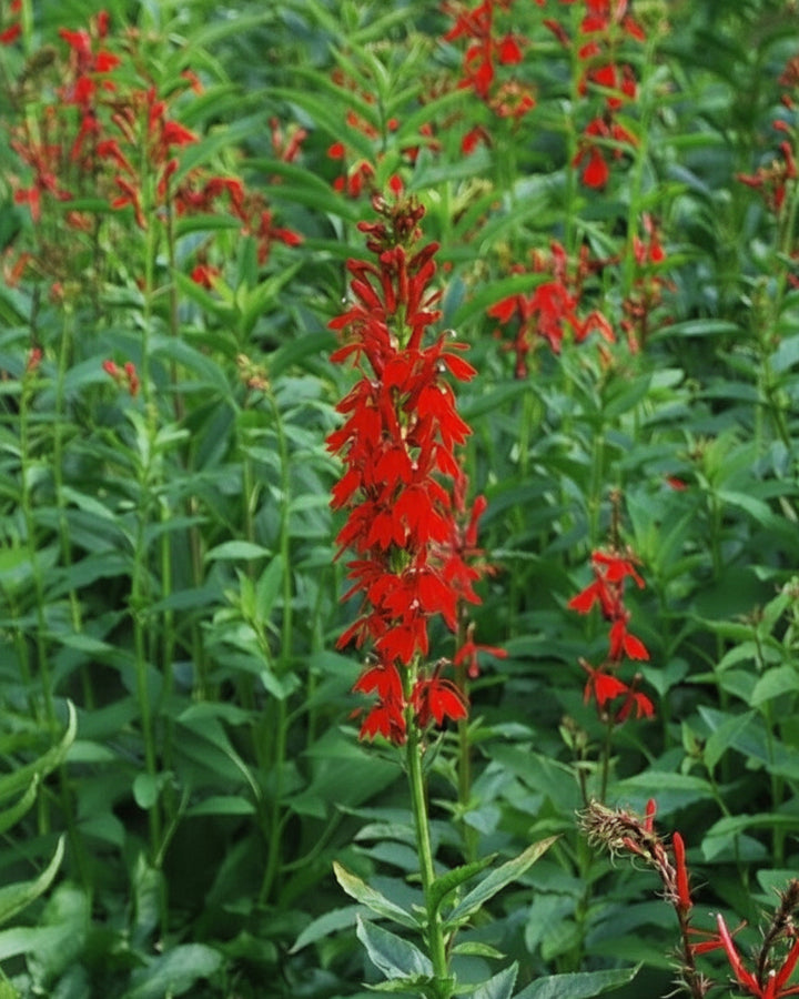 Lobelia cardinalis (Red Cardinal Flower)