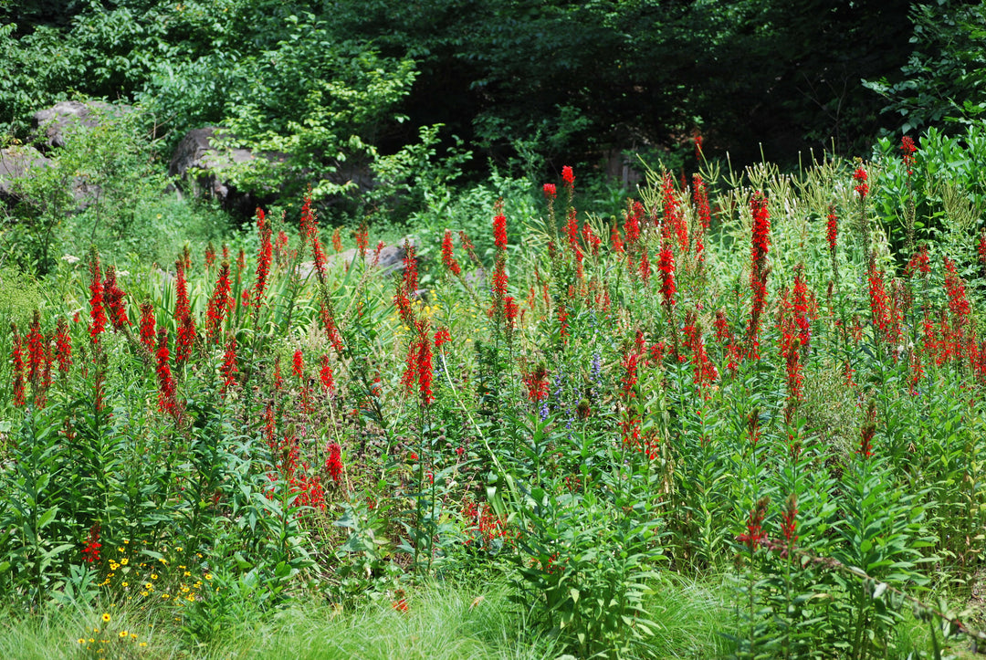 Lobelia cardinalis (Red Cardinal Flower)