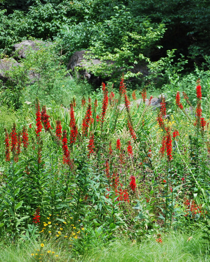 Lobelia cardinalis (Red Cardinal Flower)