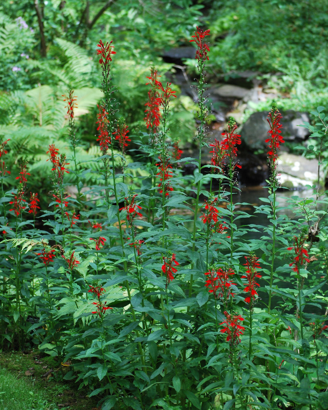 Lobelia cardinalis (Red Cardinal Flower)