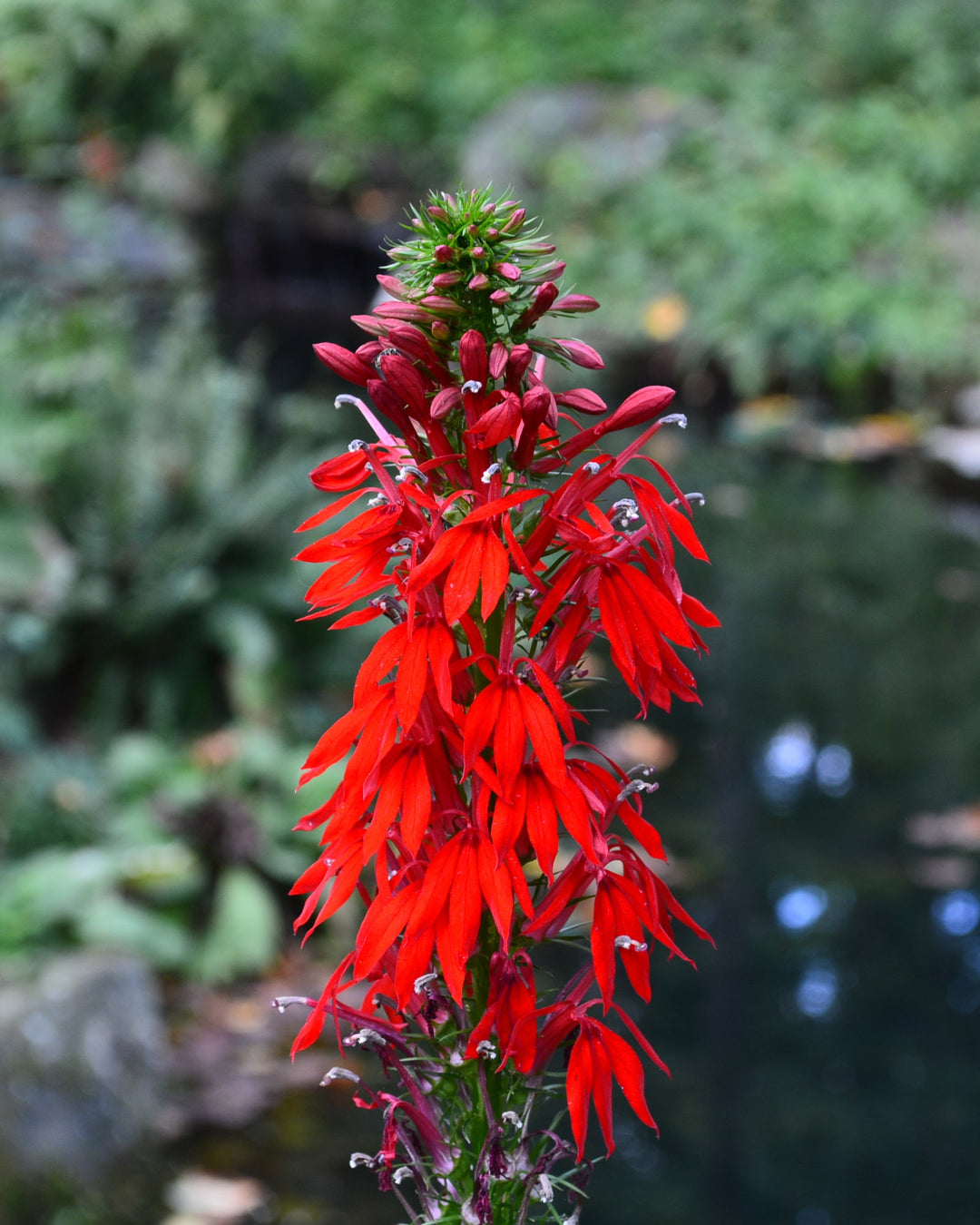 Lobelia cardinalis (Red Cardinal Flower)