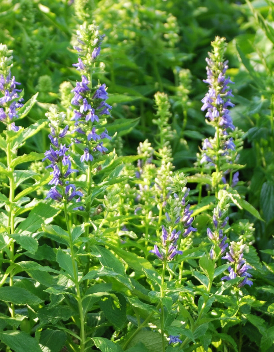 Lobelia siphilitica (Blue Cardinal Flower)