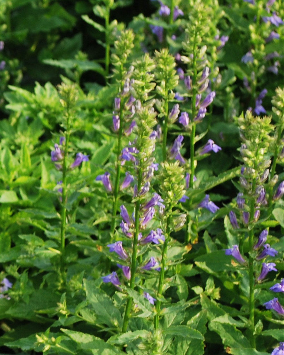 Lobelia siphilitica (Blue Cardinal Flower)