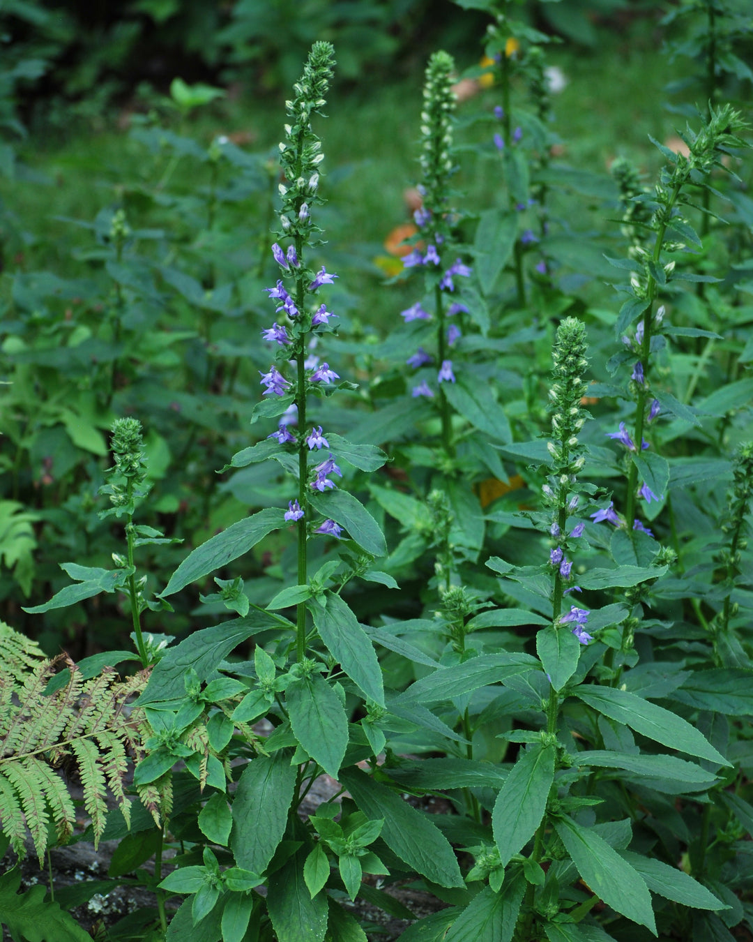 Lobelia siphilitica (Blue Cardinal Flower)