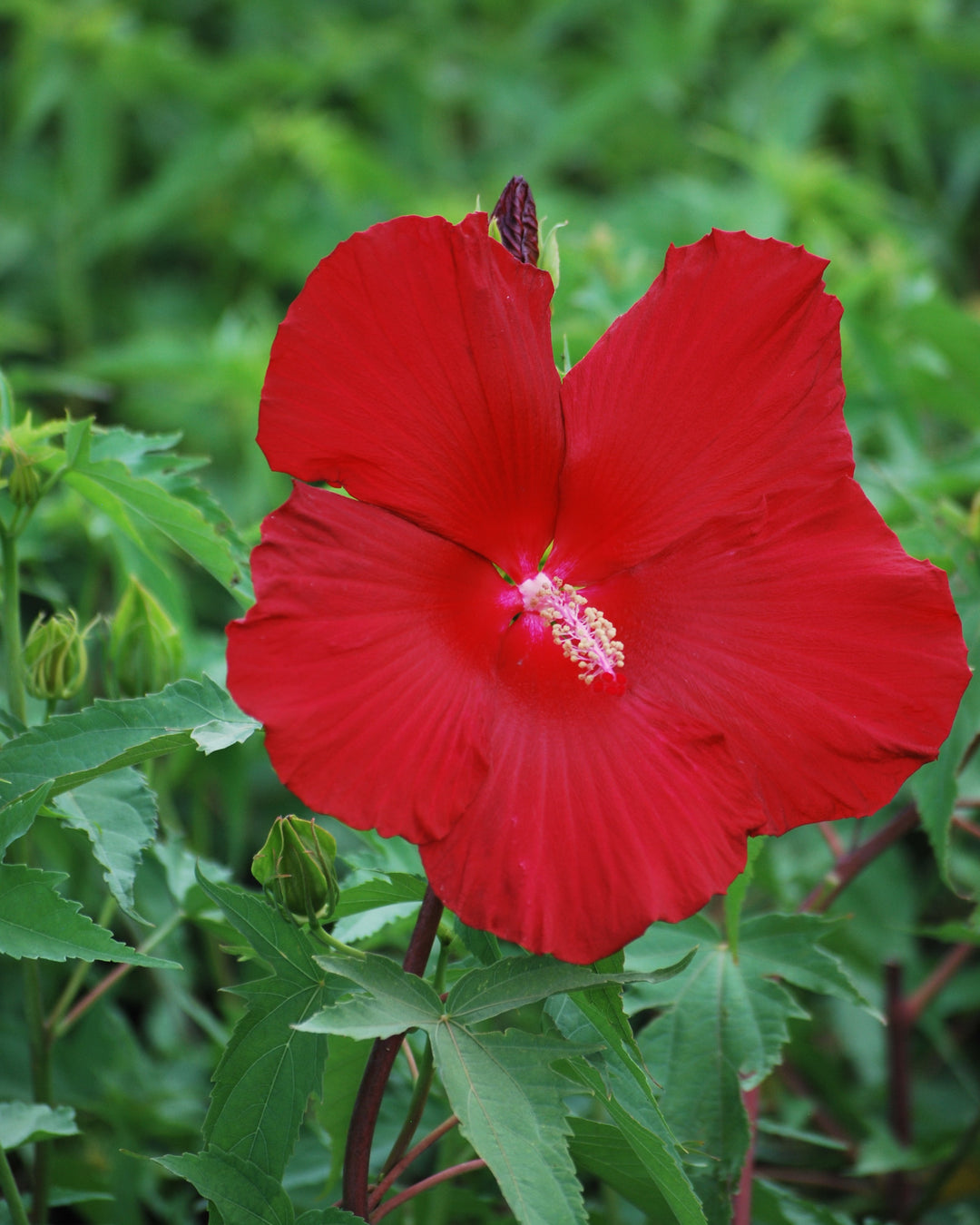 Hibiscus moscheutos 'Lord Baltimore' (Hardy Hibiscus)