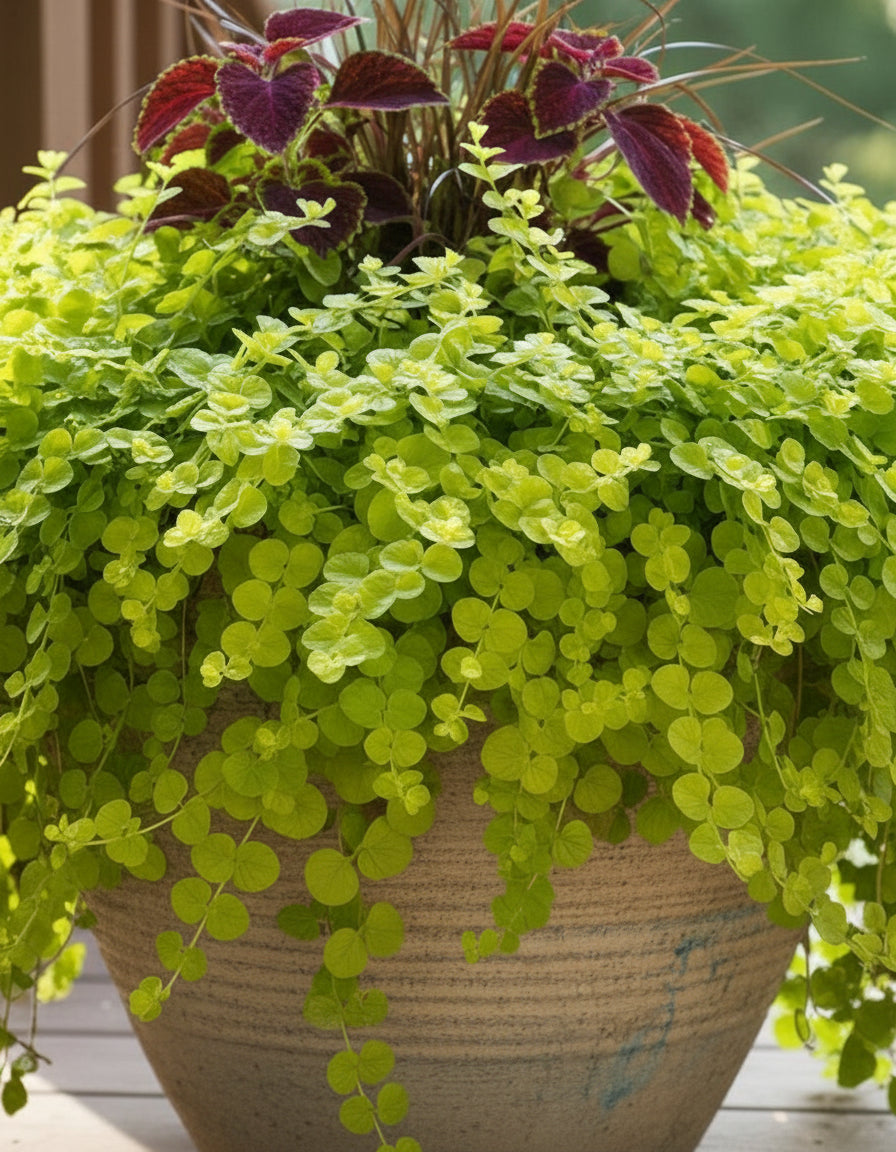 Lysimachia nummularia 'Aurea' (Golden Creeping Jenny)