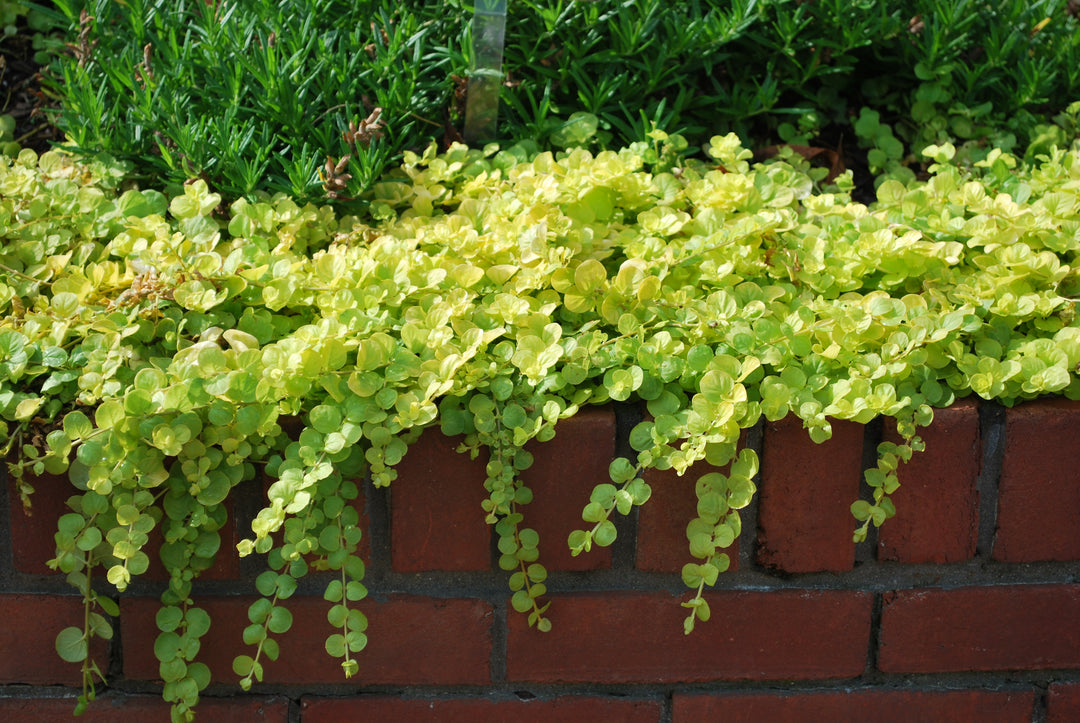 Lysimachia nummularia 'Aurea' (Golden Creeping Jenny)