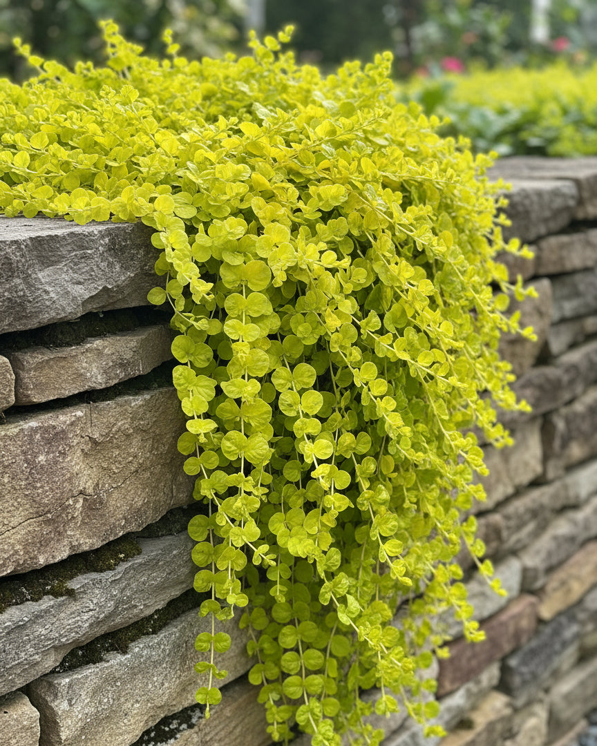 Lysimachia nummularia 'Aurea' (Golden Creeping Jenny)