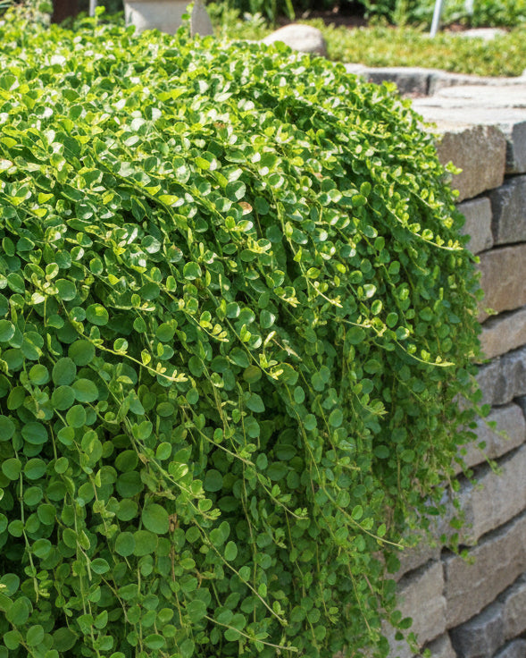 Lysimachia nummularia (Creeping Jenny)