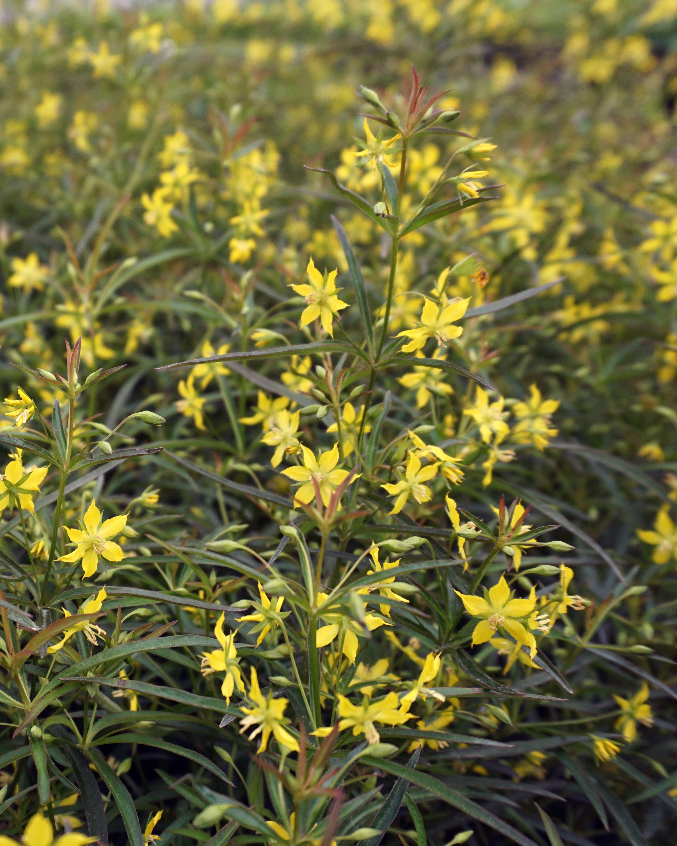 Lysimachia lanceolata 'Burgundy Mist' (Lance Leaf Loosestrife