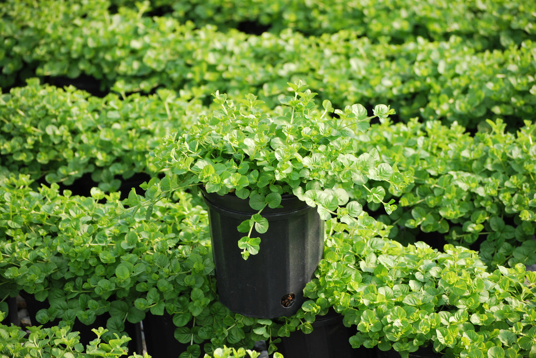 Lysimachia nummularia (Creeping Jenny)
