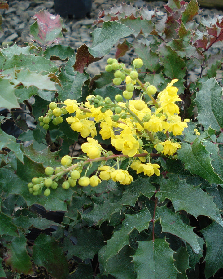 Mahonia aquafolium (Oregon Grape Holly)