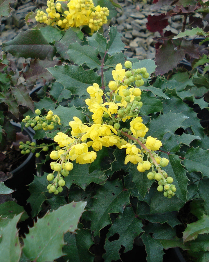 Mahonia aquafolium (Oregon Grape Holly)