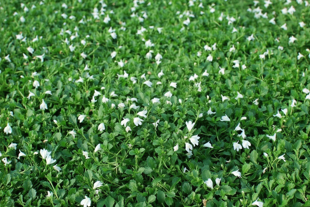 Mazus reptans 'Albus' (Creeping White Mazus)