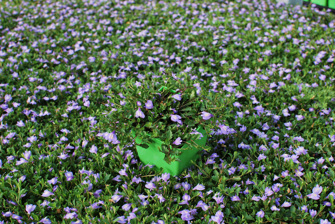 Mazus reptans (Creeping Blue Mazus)