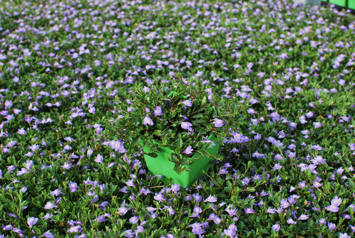 Mazus reptans (Creeping Blue Mazus)
