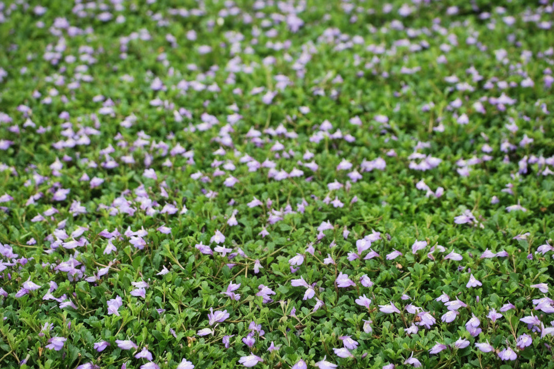 Mazus reptans (Creeping Blue Mazus)