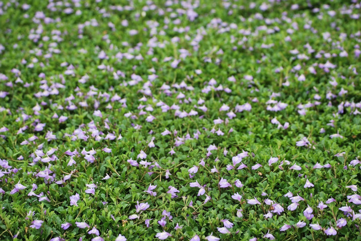 Mazus reptans (Creeping Blue Mazus)