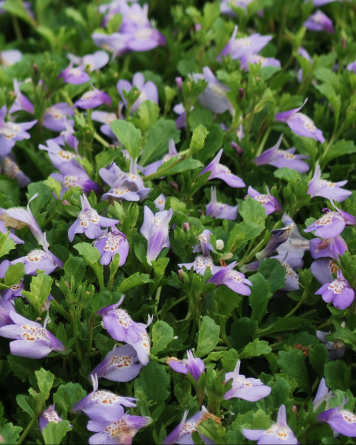 Mazus reptans (Creeping Blue Mazus)
