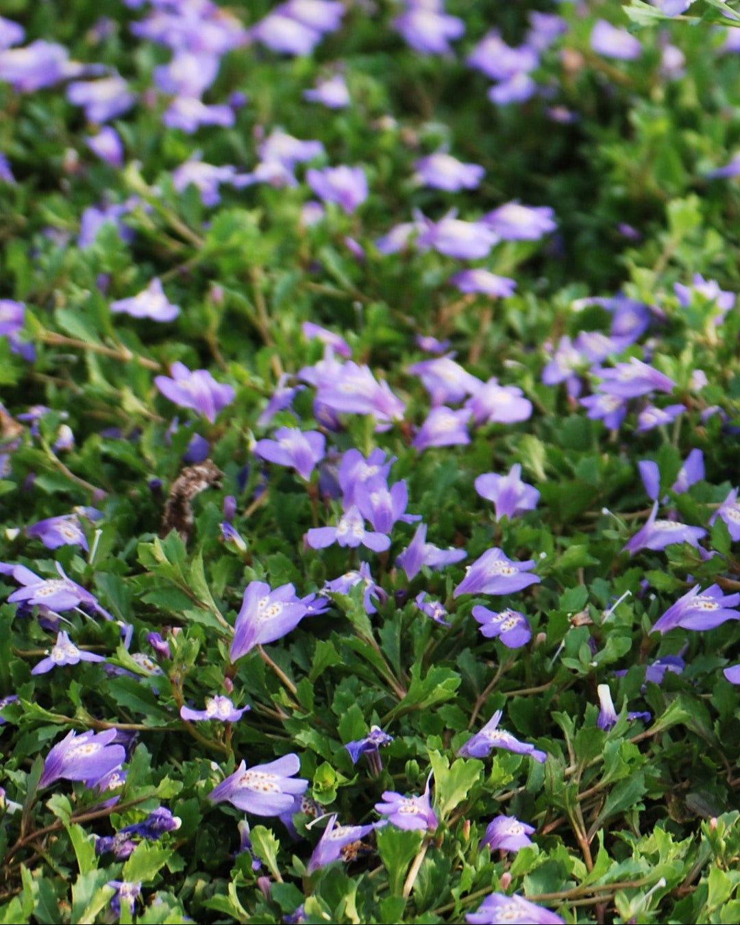 Mazus reptans (Creeping Blue Mazus)