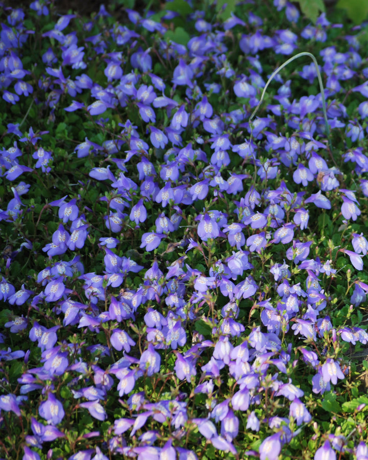 Mazus reptans (Creeping Blue Mazus)