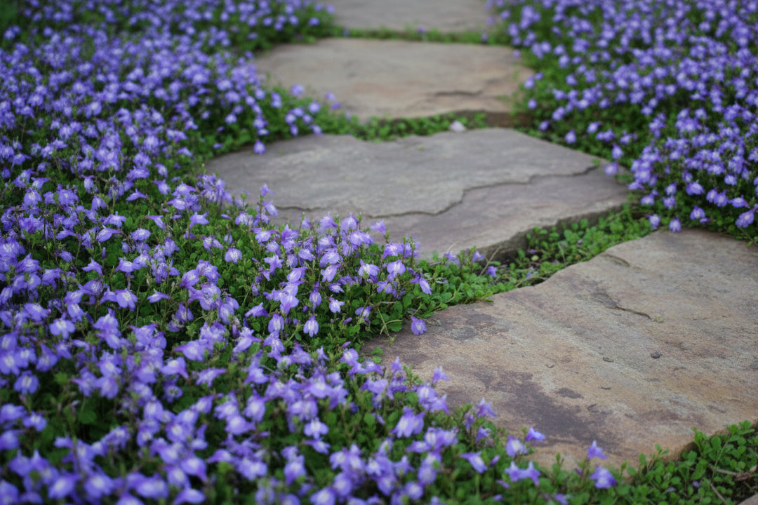 Mazus reptans (Creeping Blue Mazus)