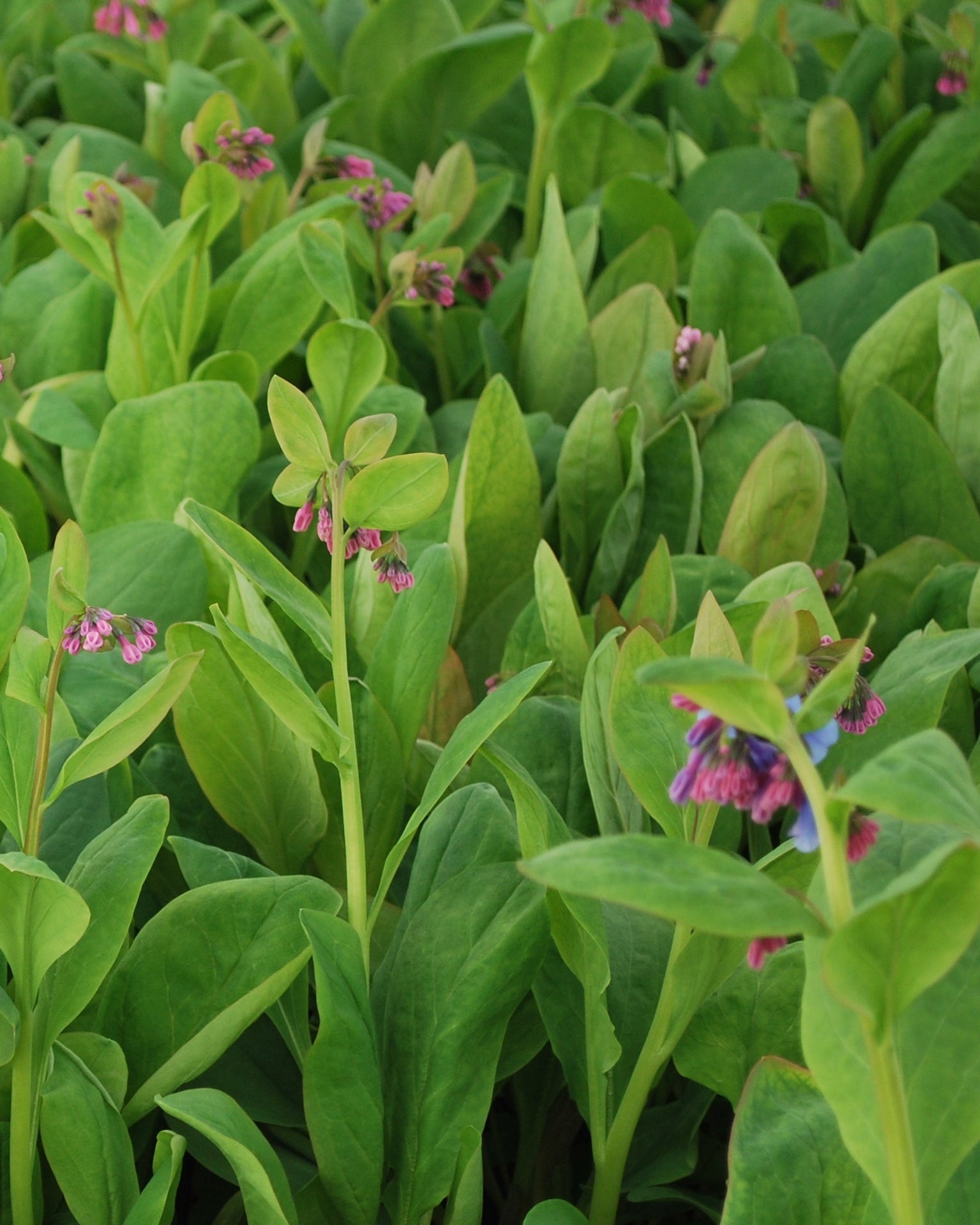 Mertensia virginica (Virginia Blue Bells) – Perennial Farm Marketplace