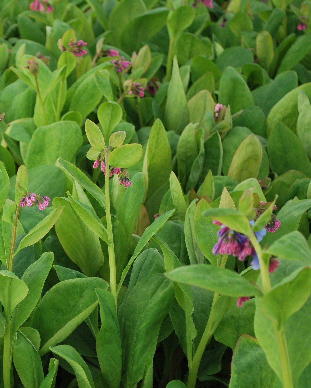 Mertensia virginica (Virginia Blue Bells)