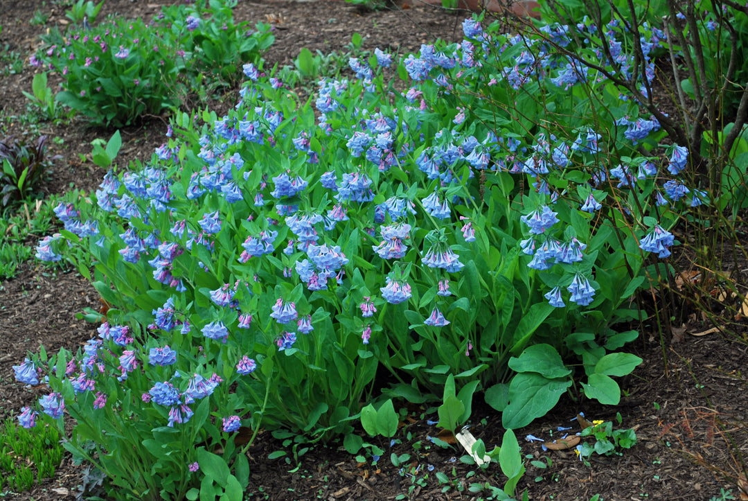 Mertensia virginica (Virginia Blue Bells)