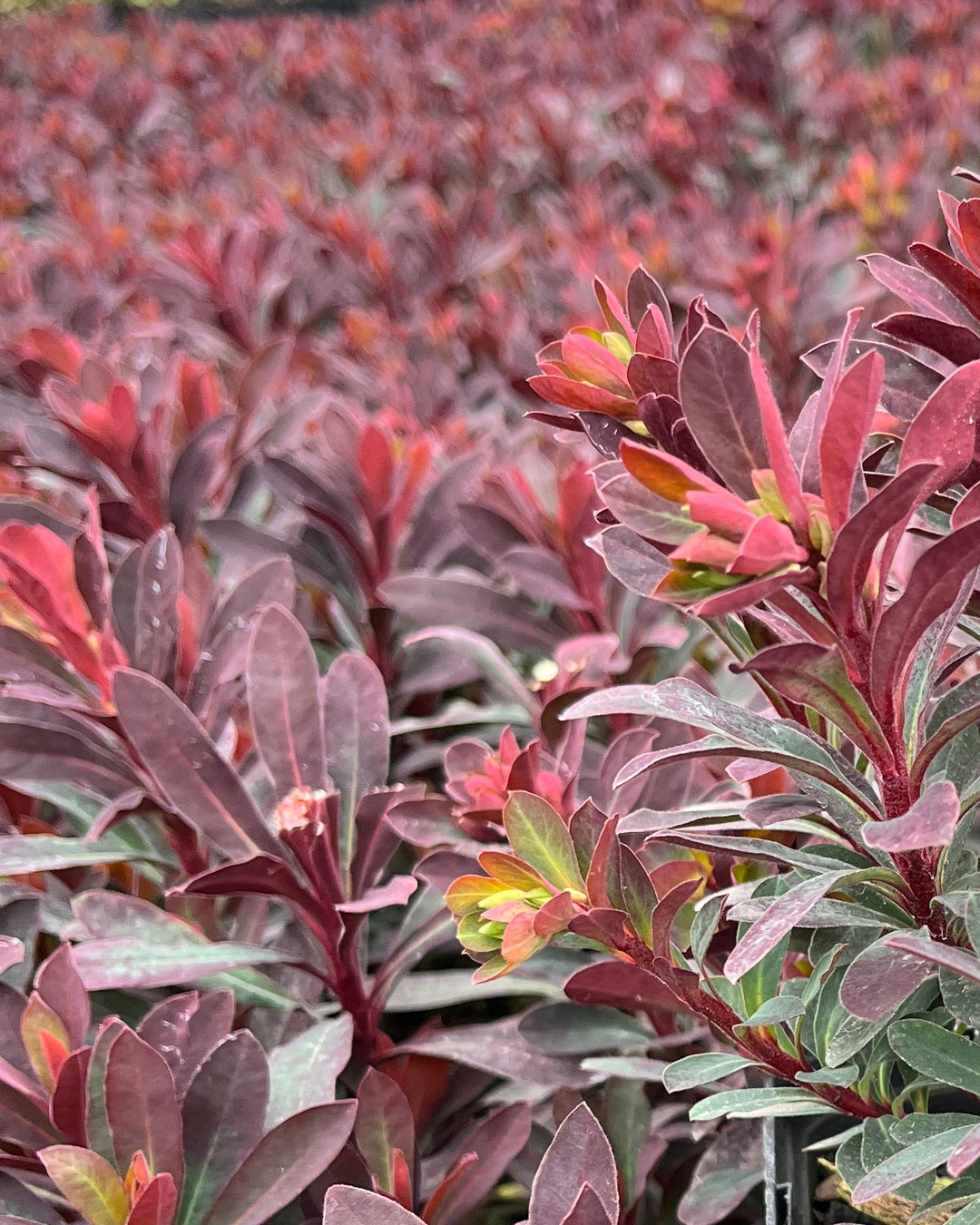 Euphorbia x 'Miner's Merlot' (Purple Wood Spurge)