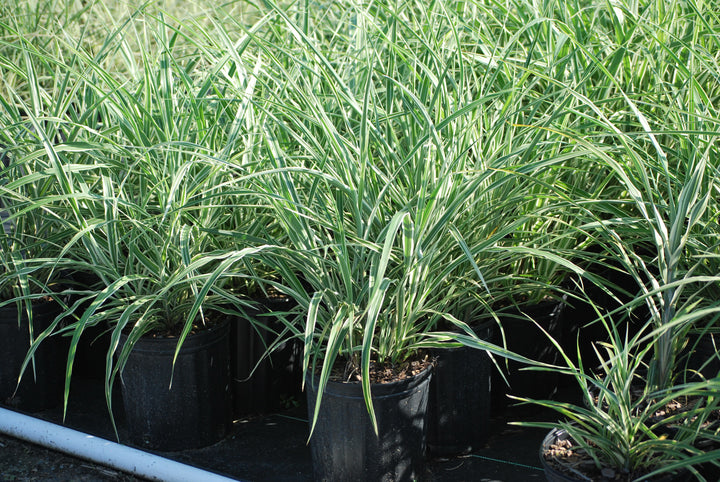Miscanthus s. 'Caberet' (Caberet Grass)