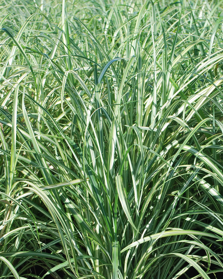 Miscanthus s. 'Caberet' (Caberet Grass)