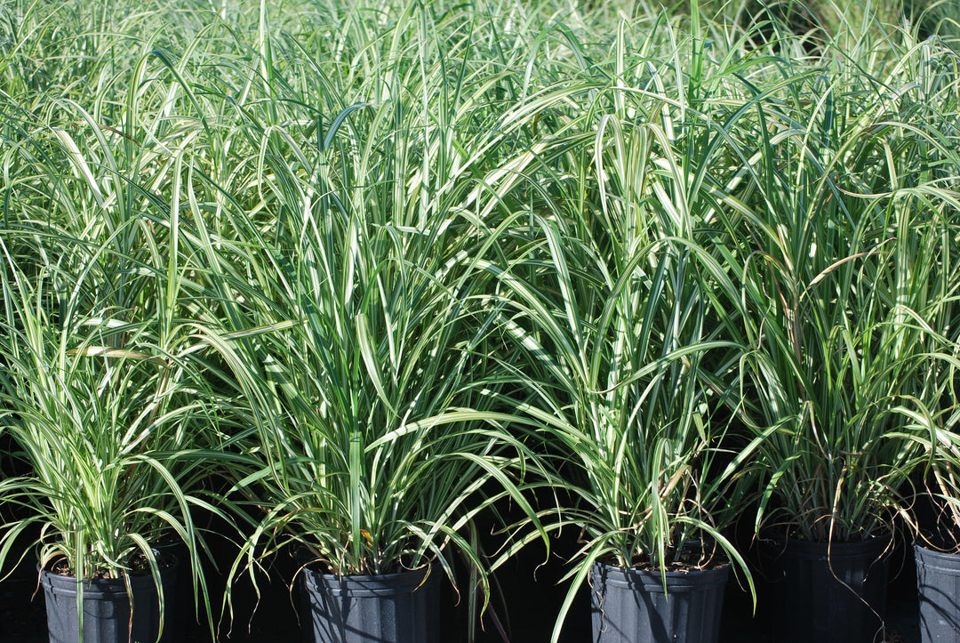 Miscanthus s. 'Caberet' (Caberet Grass)