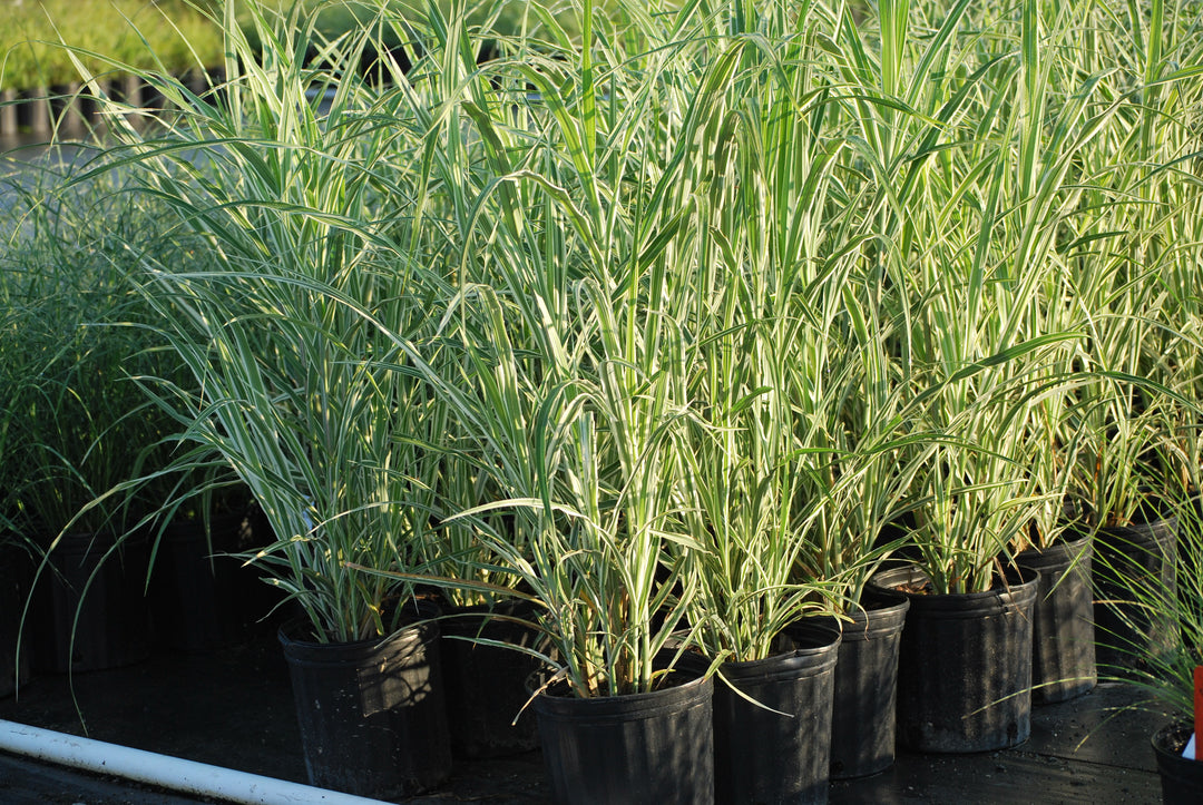 Miscanthus s. 'Cosmopolitan' (Cosmopolitan Grass)