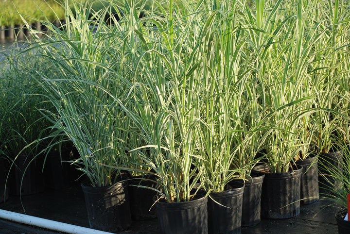 Miscanthus s. 'Cosmopolitan' (Cosmopolitan Grass)