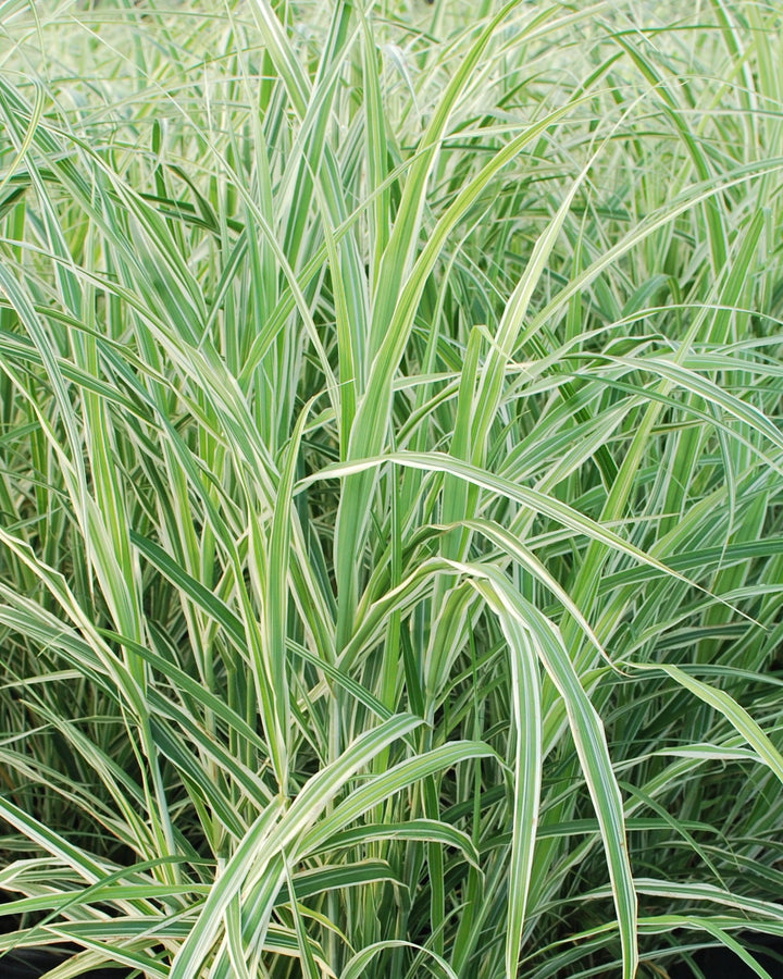 Miscanthus s. 'Cosmopolitan' (Cosmopolitan Grass)