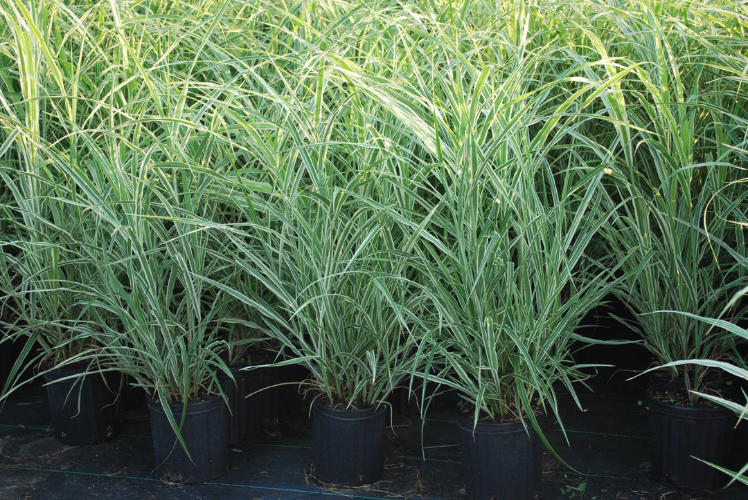 Miscanthus s. 'Cosmopolitan' (Cosmopolitan Grass)